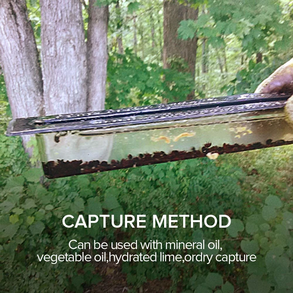 Beekeeping Bee Hive Beetle Environment Friendly Beetle Traps