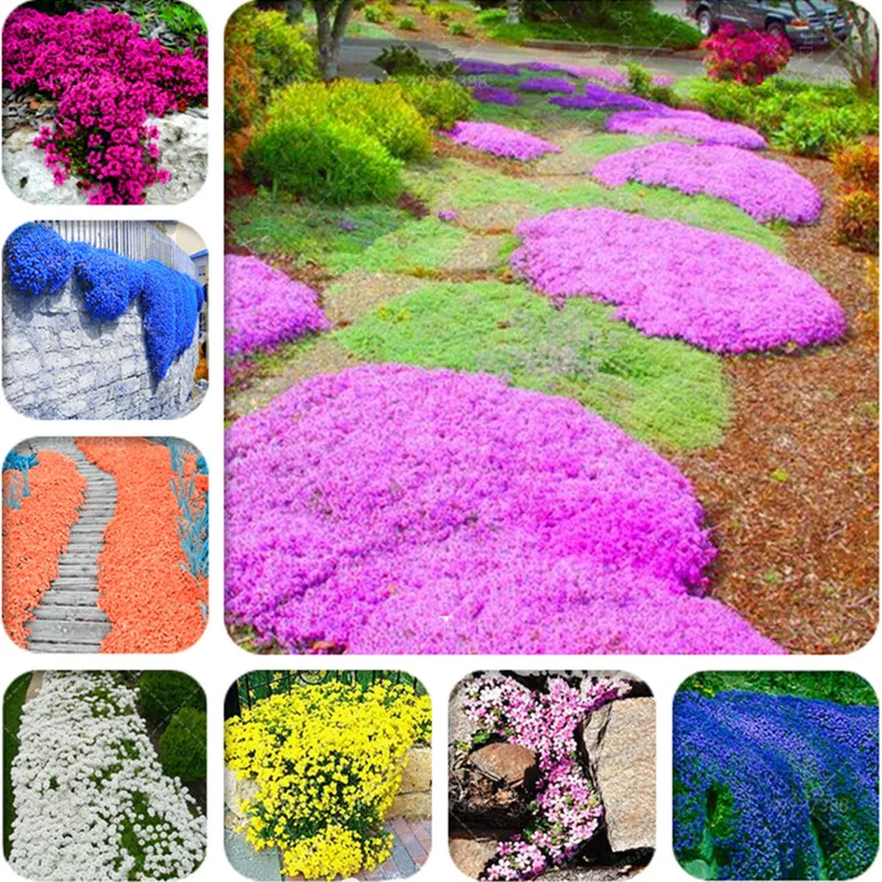 New! 500 pcs Rare Color ROCK CRESS Plant, Creeping Thyme Bonsai, Perennial Ground Cover Flower potted plants For Home Garden
New! 500 pcs Rare Color ROCK CRESS Plant, Creeping Thyme Bonsai, Perennial Ground Cover Flower potted plants For Home Garden