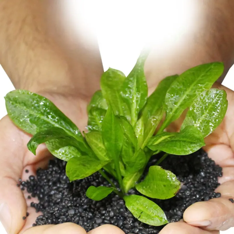 100g Aquarium Substrate Fine Aquarium Soil for Waterweeds Water Plants Aquatic Plant Safe Non-toxic Aquarium Gravel
100g Aquarium Substrate Fine Aquarium Soil for Waterweeds Water Plants Aquatic Plant Safe Non-toxic Aquarium Gravel