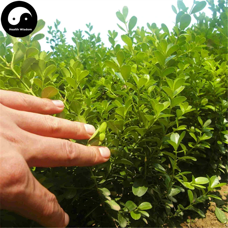 Buy Common Boxwood Tree Semente 60pcs Plant Populus Simonii Tree For Buxus Sinica
Buy Common Boxwood Tree Semente 60pcs Plant Populus Simonii Tree For Buxus Sinica