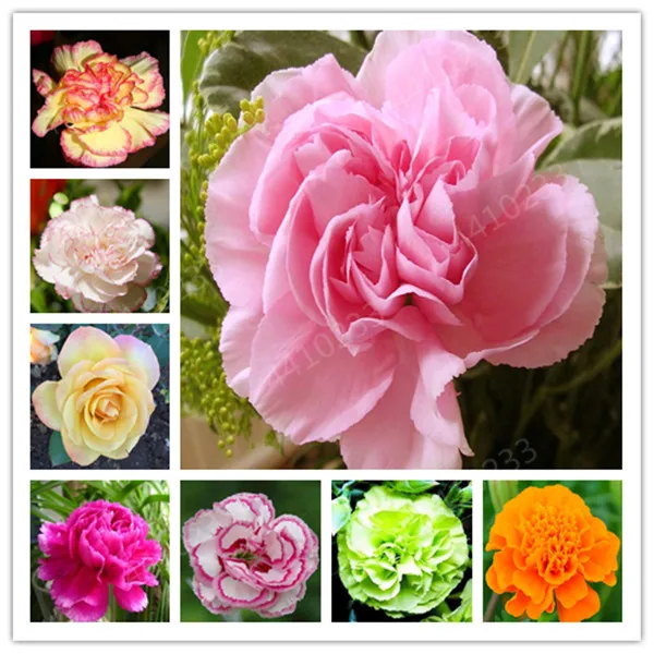150 pcs Rare Carnations Bonsai Dianthus caryophyllus perennial indoor flowers plants for garden Ornamental,horticultural planta
150 pcs Rare Carnations Bonsai Dianthus caryophyllus perennial indoor flowers plants for garden Ornamental,horticultural planta