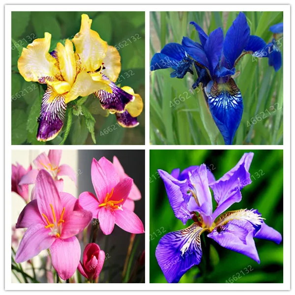 100 pcs/ bag Exotic Malan Bonsai Flower Plant Nature Outdoor & Indoor Blooming Aromatic Ornamental Potted Flore Garden Planta
100 pcs/ bag Exotic Malan Bonsai Flower Plant Nature Outdoor & Indoor Blooming Aromatic Ornamental Potted Flore Garden Planta