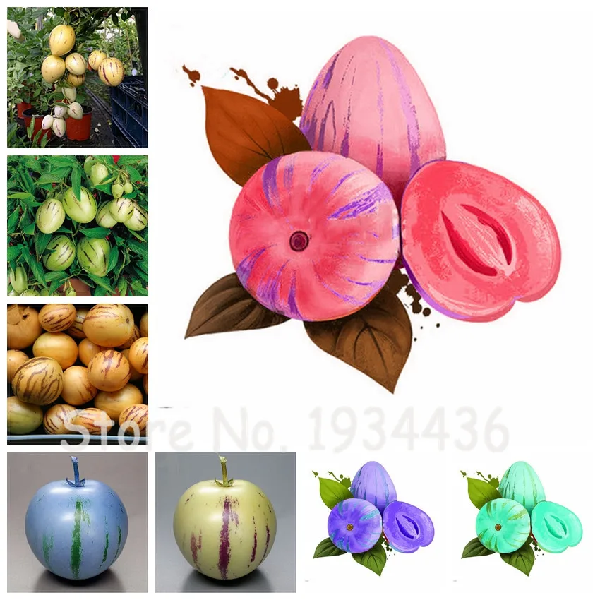 100 Pcs Ginseng Fruit Rare Bonsais Perennial Flowers Pot Garden Jardinagem Sementeiras Em Bonsais Frutas Tropicais Groente Plant
100 Pcs Ginseng Fruit Rare Bonsais Perennial Flowers Pot Garden Jardinagem Sementeiras Em Bonsais Frutas Tropicais Groente Plant