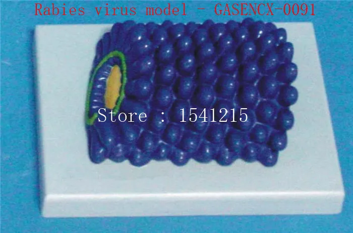 Virus structure model Biological teaching model Medical teaching aids Rabies virus model - GASENCX-0091
Virus structure model Biological teaching model Medical teaching aids Rabies virus model - GASENCX-0091