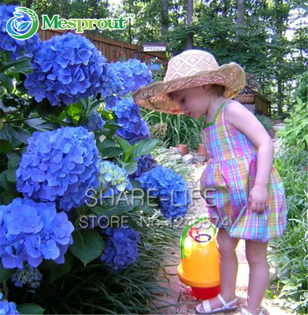 10 Blue Hydrangea Flower Bonsai Beautiful Color, Potted Balcony, Planting Is Simple, Romantic Flowers
10 Blue Hydrangea Flower Bonsai Beautiful Color, Potted Balcony, Planting Is Simple, Romantic Flowers