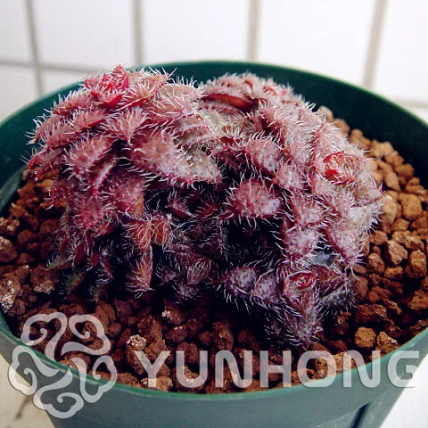 Free shipping 50PCS German imports of potted flowers Mao Starfish succulents Bonsai radiation wonderful fleshy Purple Goddess
Free shipping 50PCS German imports of potted flowers Mao Starfish succulents Bonsai radiation wonderful fleshy Purple Goddess