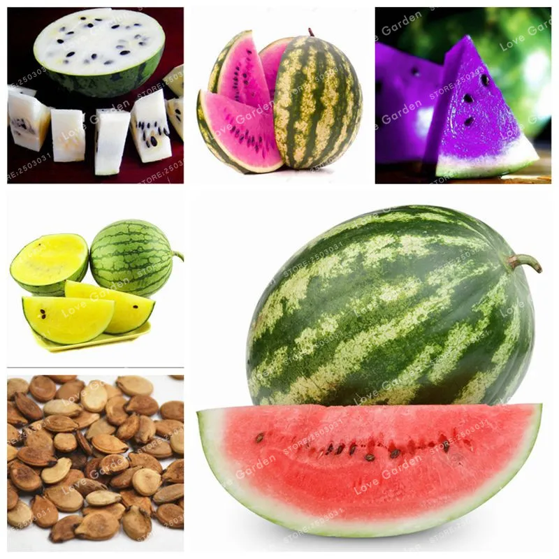 30 Pcs/Bag Watermelon Bonsai Very Sweet Organic Fruit Vegetable Bonsai Rare Multiple Colour New Variety Plant For Home Garden
30 Pcs/Bag Watermelon Bonsai Very Sweet Organic Fruit Vegetable Bonsai Rare Multiple Colour New Variety Plant For Home Garden