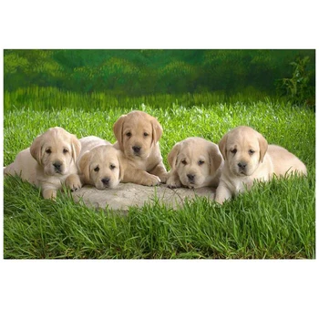Diy Diamond Painting Labrador Puppies Grass Dog Diamond Embroidery full Square Round Picture Of Rhinestone Cross StitchZP-1081
Diy Diamond Painting Labrador Puppies Grass Dog Diamond Embroidery full Square Round Picture Of Rhinestone Cross StitchZP-1081