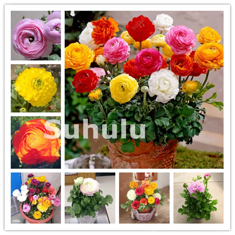 Hot Sale 100 Pcs Colorful Ranunculus Asiaticus Flower Bonsai For Home & Garden Diy Plants Persian Buttercup Flower Planta
Hot Sale 100 Pcs Colorful Ranunculus Asiaticus Flower Bonsai For Home & Garden Diy Plants Persian Buttercup Flower Planta