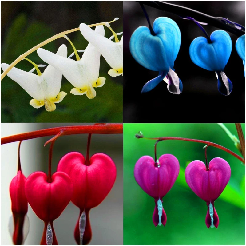 200pcs Bicuculline Bonsai Heart Flower Bonsai Dicentra spectabilis flowers potted plant DIY home garden plants planting
200pcs Bicuculline Bonsai Heart Flower Bonsai Dicentra spectabilis flowers potted plant DIY home garden plants planting