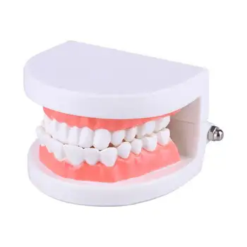 NEW Dental Caries Study Tool Adult Standard Oral Demonstration Teeth Model for Kids Oral Care Teaching H7
NEW Dental Caries Study Tool Adult Standard Oral Demonstration Teeth Model for Kids Oral Care Teaching H7