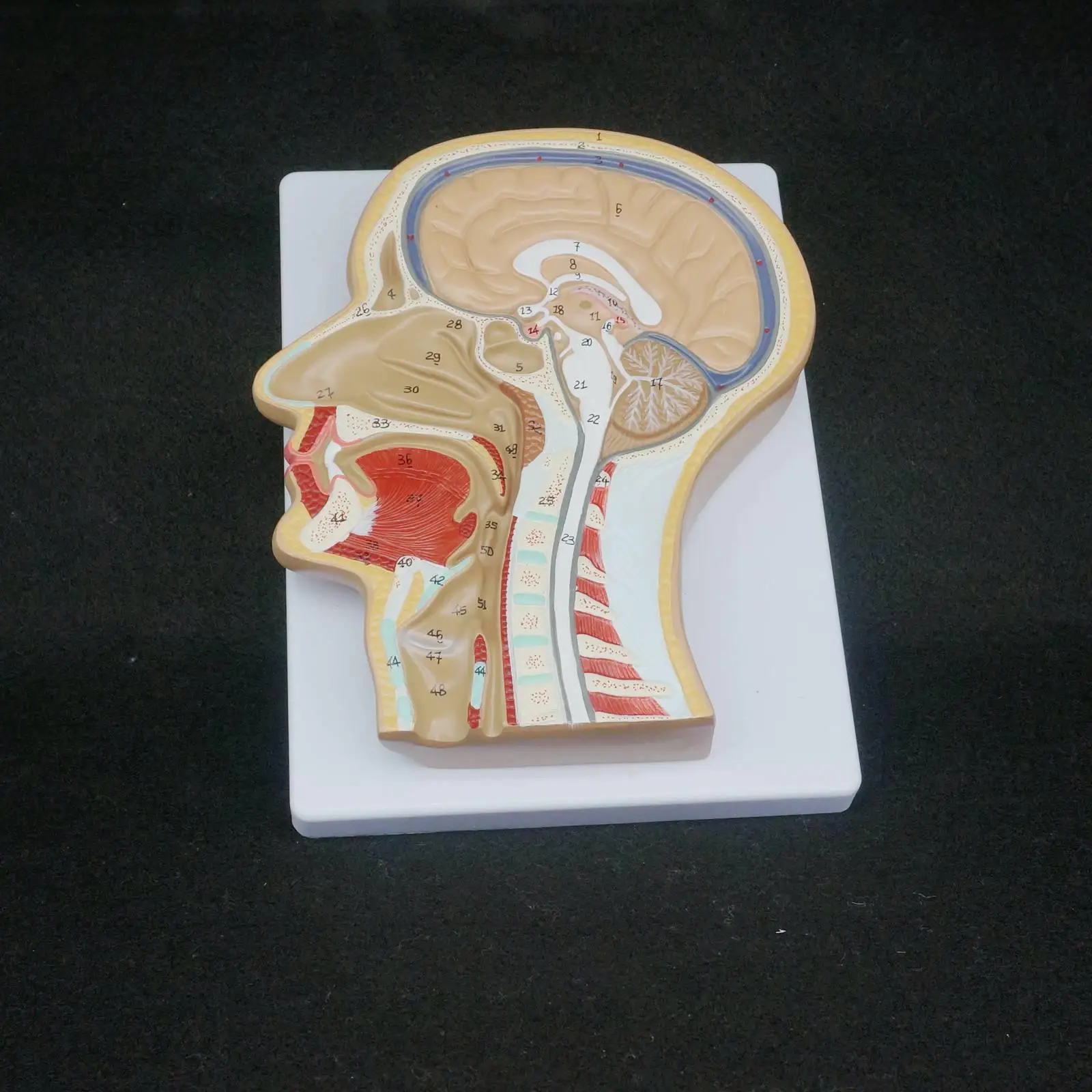 Human Median Section of Head Anatomical Model Medical Skeleton Anatomy Digital Identification
Human Median Section of Head Anatomical Model Medical Skeleton Anatomy Digital Identification
