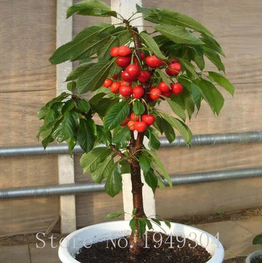20pcs bonsai Dwarf Cherry tree gaint Asilola Cherry fruit potted plants perennial Cerasus pseudocerasus fruit home garden plant
20pcs bonsai Dwarf Cherry tree gaint Asilola Cherry fruit potted plants perennial Cerasus pseudocerasus fruit home garden plant