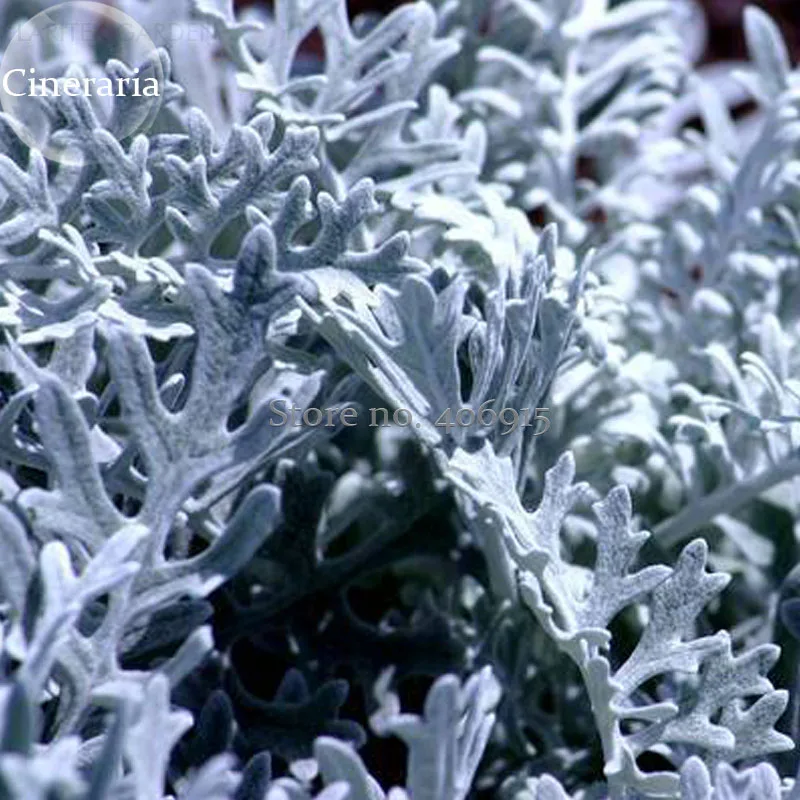 Senecio cineraria Silver Dusty Miller Ornamental Herb Plants, 20 seeds, mosquito repellent grass E3868