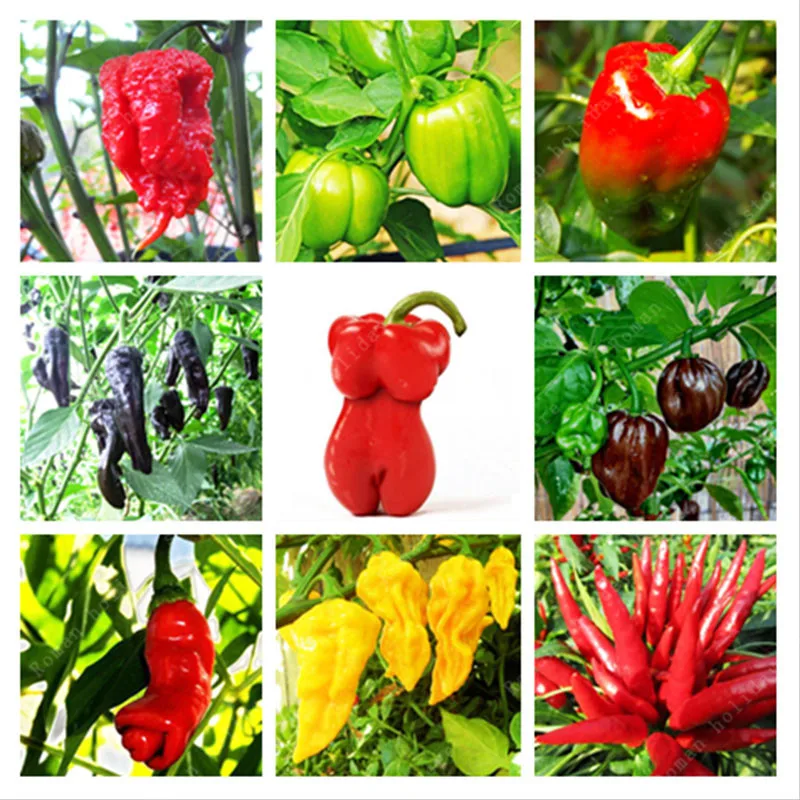 Promotion 100 pcs rare organic chili china vegetable farm pepper home garden carolina reaper
Promotion 100 pcs rare organic chili china vegetable farm pepper home garden carolina reaper
