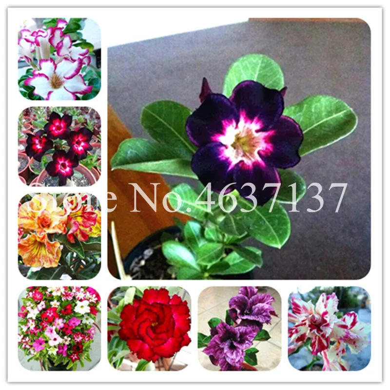 2pcs 100% True Desert Rose Bonsai Exotic Dwarf Adenium Obesum Plants Flower Bonsai Air Purification Home Garden Potted Flowers
2pcs 100% True Desert Rose Bonsai Exotic Dwarf Adenium Obesum Plants Flower Bonsai Air Purification Home Garden Potted Flowers