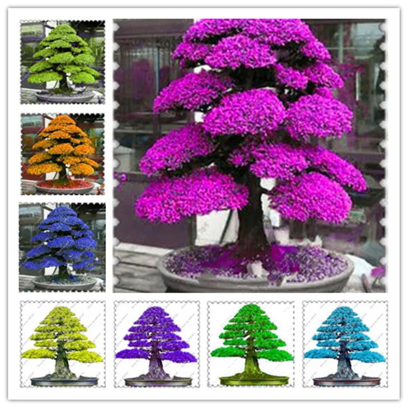 Promotion! 30 Pcs/Bag Sacred Japanese Cedar Plantas Mixed Bonsai Ornamental Tree Flores Everygreen Woody Plant For Home Garden
Promotion! 30 Pcs/Bag Sacred Japanese Cedar Plantas Mixed Bonsai Ornamental Tree Flores Everygreen Woody Plant For Home Garden