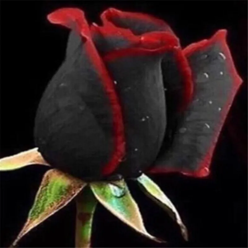 On Sale!!! 1000PCS Rare Red + Black Rose Flower Rare Amazingly Beautiful Bonsai Balcony Flower planting for home garden
On Sale!!! 1000PCS Rare Red + Black Rose Flower Rare Amazingly Beautiful Bonsai Balcony Flower planting for home garden