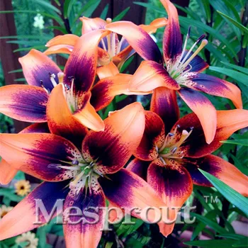 Mesprout 100 PCS 24 Colors Perfume Lilies Seeds Rare Plant
