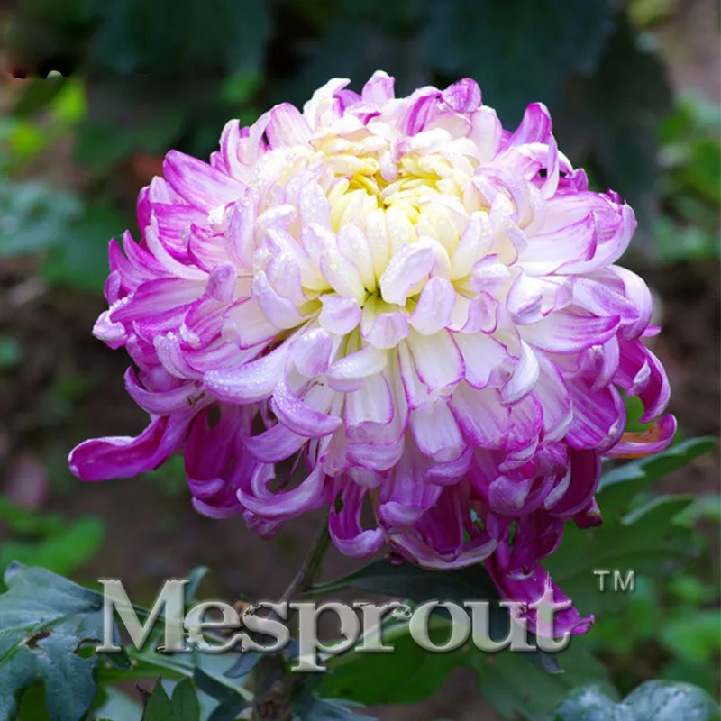 100PCS Light Purple Chrysanthemum Bonsai Chrysanthemum Morifolium Bonsai Flower Potted Plant Garden Flower Bonsai
100PCS Light Purple Chrysanthemum Bonsai Chrysanthemum Morifolium Bonsai Flower Potted Plant Garden Flower Bonsai