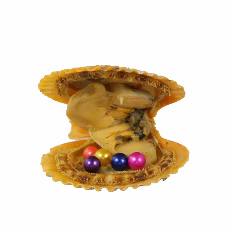 Fashion Mini Monster Red Oyster 5 Colored Akoya Round Pearls in one Oyster Random Mix 28 Colors AAA Round Pearls Scallop FP441
Fashion Mini Monster Red Oyster 5 Colored Akoya Round Pearls in one Oyster Random Mix 28 Colors AAA Round Pearls Scallop FP441
