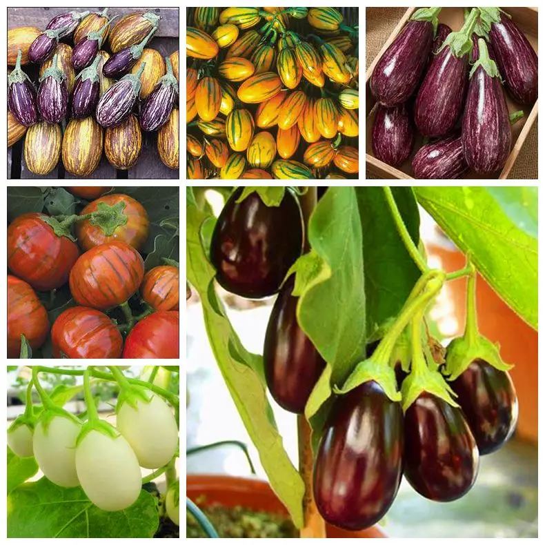 100pcs / bag Purple Eggplant, Multicolor Avalible Italian Eggplant ,Rare Organic Fruit Vegetable Plant Home Garden Easy Grow
100pcs / bag Purple Eggplant, Multicolor Avalible Italian Eggplant ,Rare Organic Fruit Vegetable Plant Home Garden Easy Grow