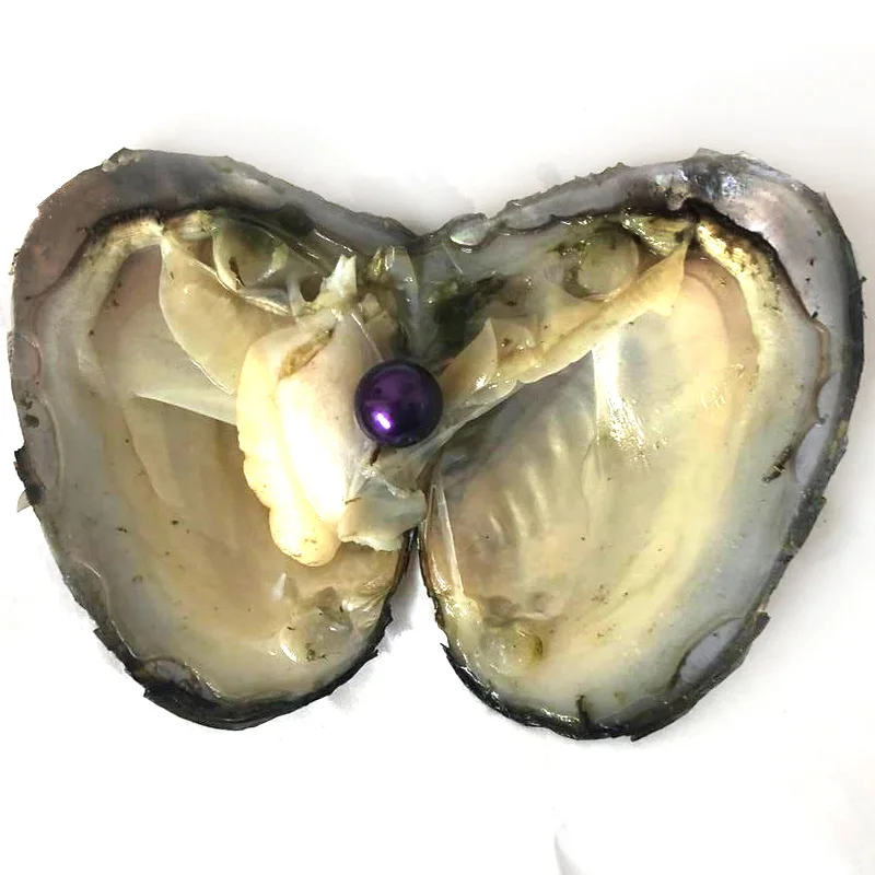 20pcs Single Violet 9-10mm Near Round Edison Pearl with Vacuum Packed Oyster Fresh Pearl in Oyster
20pcs Single Violet 9-10mm Near Round Edison Pearl with Vacuum Packed Oyster Fresh Pearl in Oyster