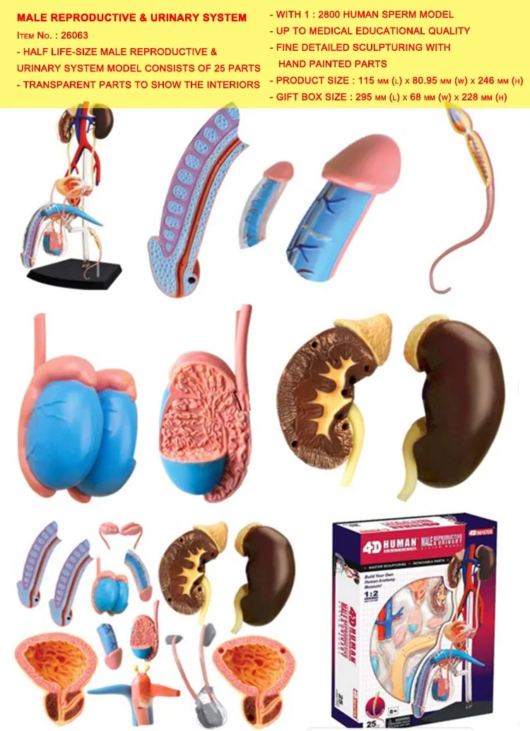 Male Reproductive & Urinary System HUMAN ANATOMY MODEL,4D Kit # 26063 TEDCO TOYS