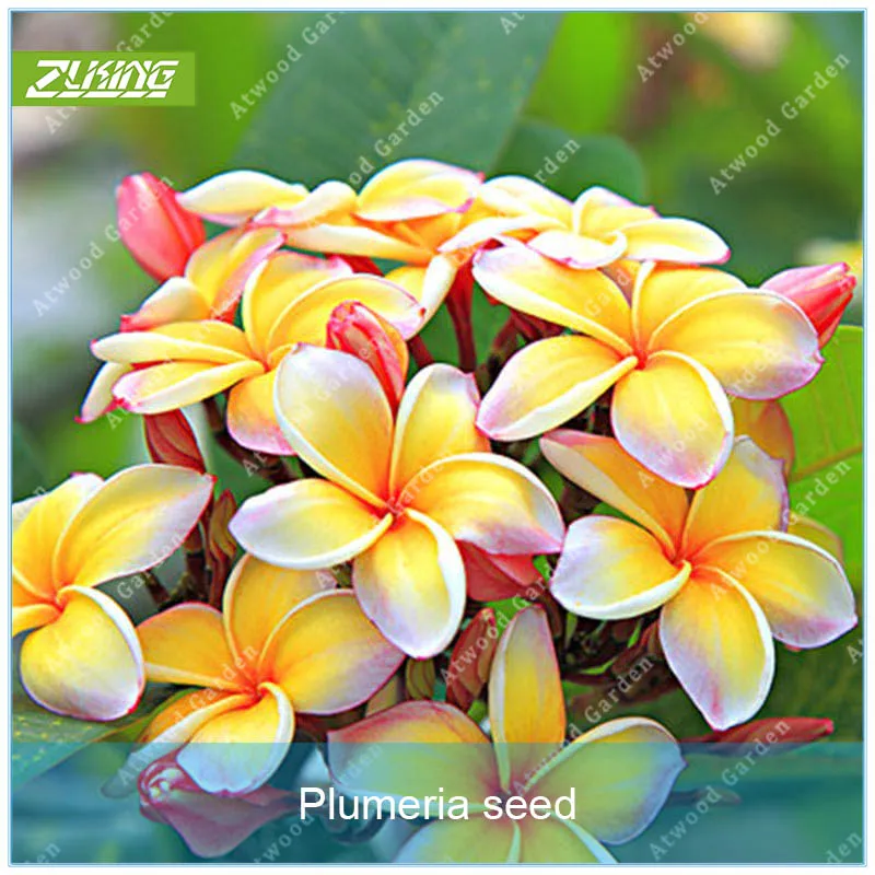 ZLKING 20pcs Plumeria Flower Bonsai Plants For Home Garden Chinese Rare Perennial Flower
ZLKING 20pcs Plumeria Flower Bonsai Plants For Home Garden Chinese Rare Perennial Flower