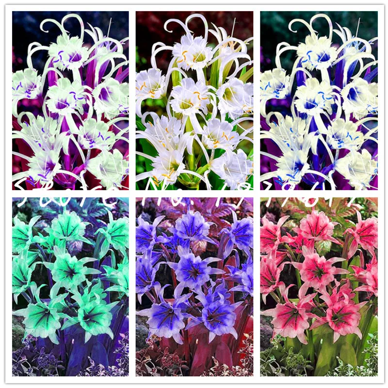 100 Pcs Perfume Lily bonsai, (Not Lily Bulbs) Lilium Bonsai Flower flores High Quality Plant For Home Garden Pleasant Fragrance
100 Pcs Perfume Lily bonsai, (Not Lily Bulbs) Lilium Bonsai Flower flores High Quality Plant For Home Garden Pleasant Fragrance