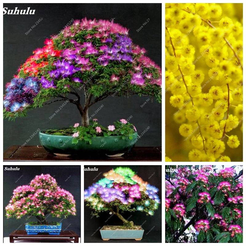 50 Pcs Charming Bonsai Albizia Acacia Flowers Albizia Julibrissin Home Garden Ornamental-Plant Perennial Tree Purifying Air
50 Pcs Charming Bonsai Albizia Acacia Flowers Albizia Julibrissin Home Garden Ornamental-Plant Perennial Tree Purifying Air