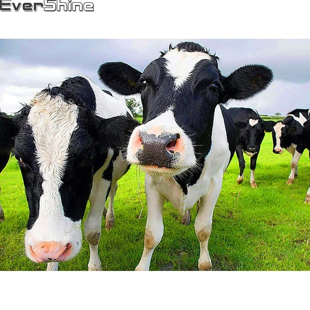 Evershine 5D DIY Diamond Embroidery Full Drill Square Cow Diamond Painting Cattle Rhinestones Pictures Diamond Mosaic Animals
Evershine 5D DIY Diamond Embroidery Full Drill Square Cow Diamond Painting Cattle Rhinestones Pictures Diamond Mosaic Animals