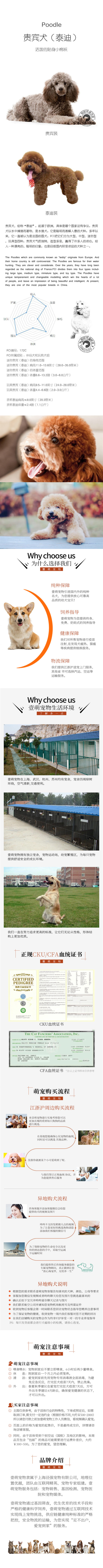 CKU认证犬舍出售高品质泰迪犬保证品质完美售后