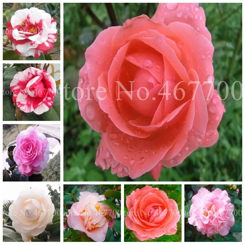 5 pcs / bag Bonsai Camellia DIY Potted Plants Flower Exotic Perennial Indoor & Outdoor Blooming Pot Plant For Home Garden Decor
5 pcs / bag Bonsai Camellia DIY Potted Plants Flower Exotic Perennial Indoor & Outdoor Blooming Pot Plant For Home Garden Decor