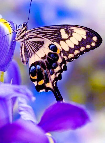 3D DIY Diamond Painting Chinese Cross Stitch Butterfly Picture Mosaic Kit Diamond Embroidery Hobbies And Crafts Needlework
3D DIY Diamond Painting Chinese Cross Stitch Butterfly Picture Mosaic Kit Diamond Embroidery Hobbies And Crafts Needlework