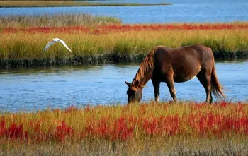 Painter's original hand paintings on canvas, a horse grazing by the river, seagulls
Painter's original hand paintings on canvas, a horse grazing by the river, seagulls