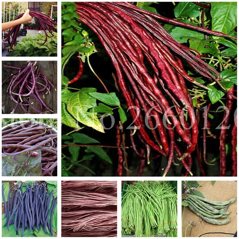 Hot Sale 50 Pcs/bag Bean bonsai vegetable plant Phaseolus vulgaris plant, green beans, Natural growth, plant for home garden
Hot Sale 50 Pcs/bag Bean bonsai vegetable plant Phaseolus vulgaris plant, green beans, Natural growth, plant for home garden
