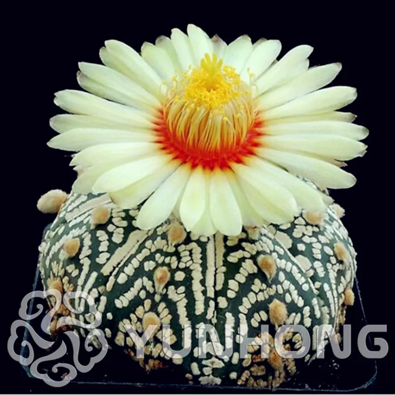 Time-Limit!!Succulents Campsis Tubiflora bonsai , Imported cactus, rare bonsai cactus flower, about 100 PCS / bag
Time-Limit!!Succulents Campsis Tubiflora bonsai , Imported cactus, rare bonsai cactus flower, about 100 PCS / bag