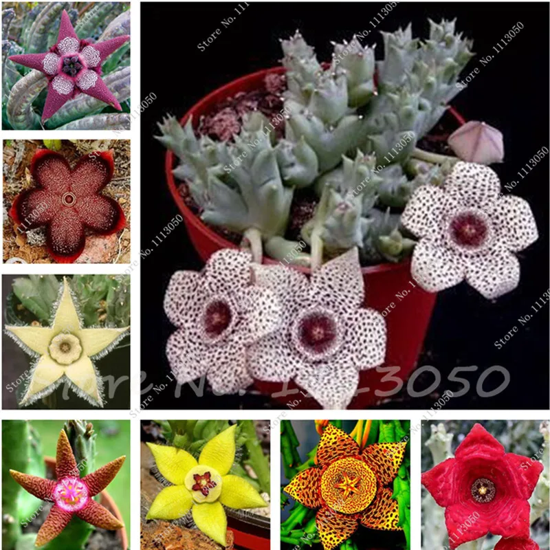 Hot Sale! 200 Pcs Mix Succulent plant Lotus Bonsai Plants Stapelia Pulchella Bonsai for Home & Garden Flower Pots Planters
Hot Sale! 200 Pcs Mix Succulent plant Lotus Bonsai Plants Stapelia Pulchella Bonsai for Home & Garden Flower Pots Planters