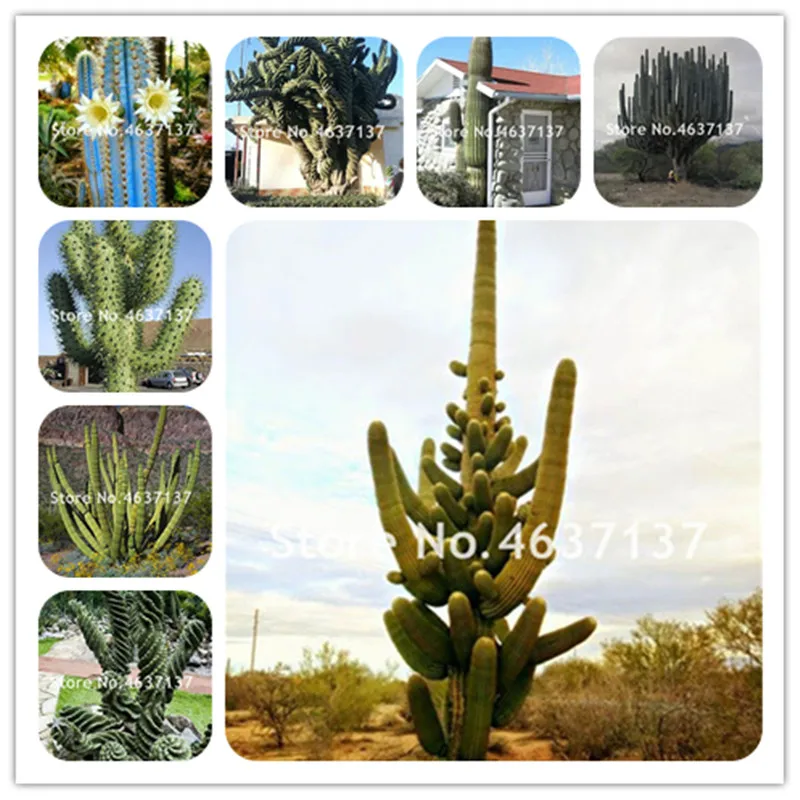 100 Pieces/Pack Promotion! Rare Gaint Torch Cactus,Bonsai Flores Potted Plants Outdoor Flower Succulent Plantas Diy Home Garden
100 Pieces/Pack Promotion! Rare Gaint Torch Cactus,Bonsai Flores Potted Plants Outdoor Flower Succulent Plantas Diy Home Garden