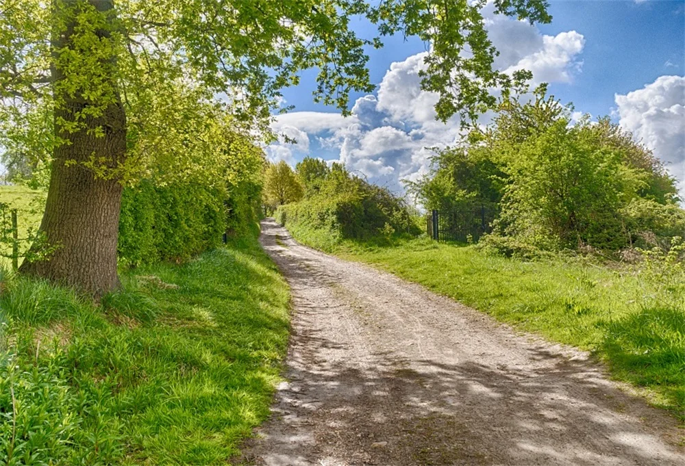 Laeacco Spring Green Tree Grass Passage Shine Scenic Photographic Backgrounds Customized Photography Backdrops For Photo Studio
Laeacco Spring Green Tree Grass Passage Shine Scenic Photographic Backgrounds Customized Photography Backdrops For Photo Studio