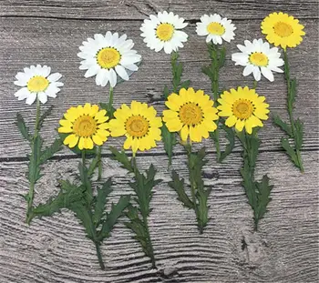 Nature DIY Pressed Flowers White Chrysanthemum with stem For Holidays Card Wholesale free shipment 120 Pcs
Nature DIY Pressed Flowers White Chrysanthemum with stem For Holidays Card Wholesale free shipment 120 Pcs