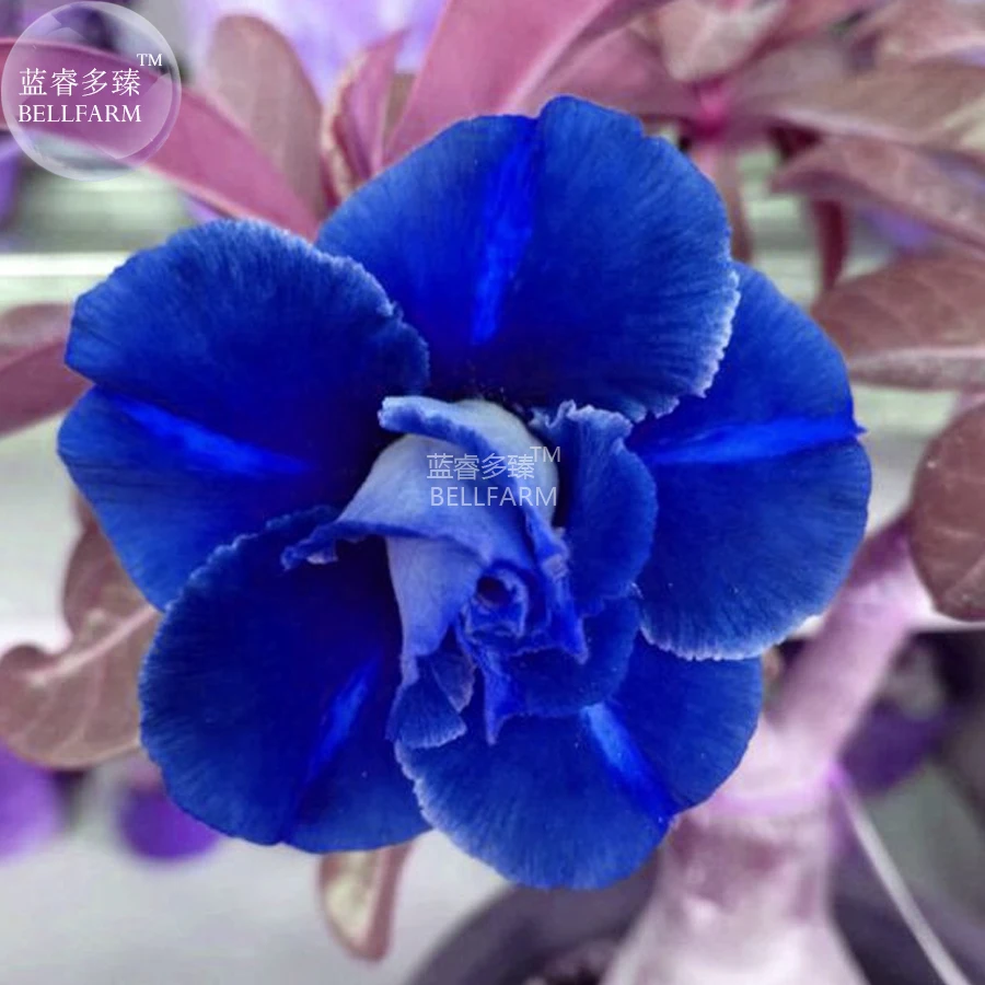 BELLFARM Adenium Dark Blue & White Petals Flower Seeds, 2 seeds, 2-layer desert rose big blooms garden supply bonsai