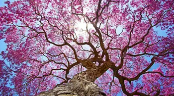 Cherry Tree Canopy Blossom Canopy photo studio background High quality Computer print wedding photo backdrop
Cherry Tree Canopy Blossom Canopy photo studio background High quality Computer print wedding photo backdrop