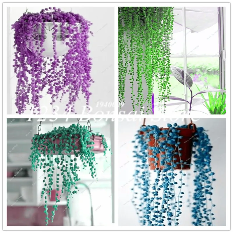 200 pcs Pearl Chlorophytum bonsai Hanging Type Potted of Chlorophytum Flower Plants Indoor air purification Home Garden Succulen
200 pcs Pearl Chlorophytum bonsai Hanging Type Potted of Chlorophytum Flower Plants Indoor air purification Home Garden Succulen