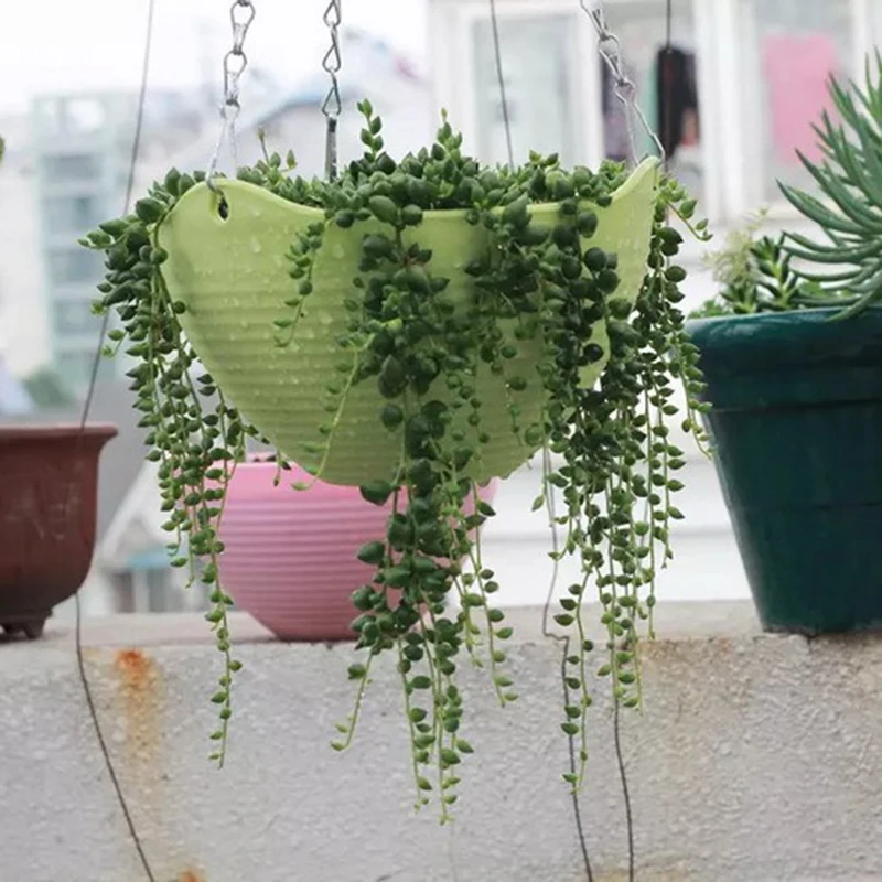 1pcs Plastic Planter Basket Hanging small Flower Pot for Garden Home Decor Hanging pot + hanging chain + plug + water fence
1pcs Plastic Planter Basket Hanging small Flower Pot for Garden Home Decor Hanging pot + hanging chain + plug + water fence