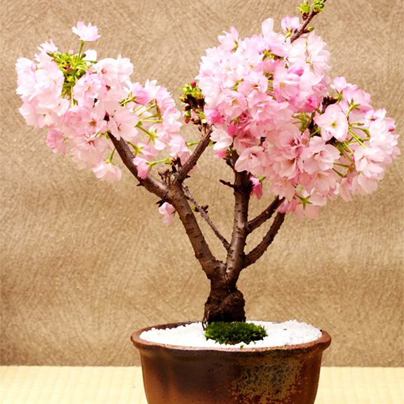 20Pcs Amazing Pink Cherry Tree Japanese Sakura bonsai Cherry Blossom Tree For Home Garden Beautiful Flower plants
20Pcs Amazing Pink Cherry Tree Japanese Sakura bonsai Cherry Blossom Tree For Home Garden Beautiful Flower plants