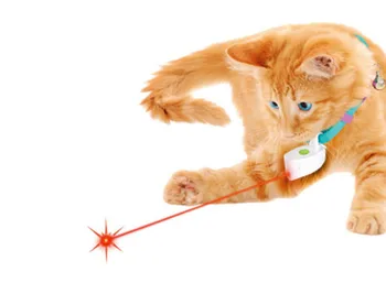 Free shipping pet dog cat Cat laser pointer Cat toy,laser toy,collar for cats 2pcs/lot
Free shipping pet dog cat Cat laser pointer Cat toy,laser toy,collar for cats 2pcs/lot
