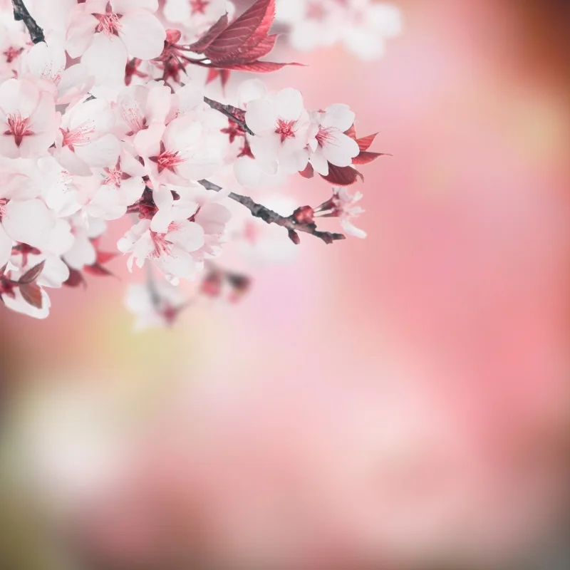 Laeacco Spring Blossom Cherry Sakura Light Bokeh Baby Child Portrait Photography Backgrounds Photographic Backdrops Photo Studio
Laeacco Spring Blossom Cherry Sakura Light Bokeh Baby Child Portrait Photography Backgrounds Photographic Backdrops Photo Studio