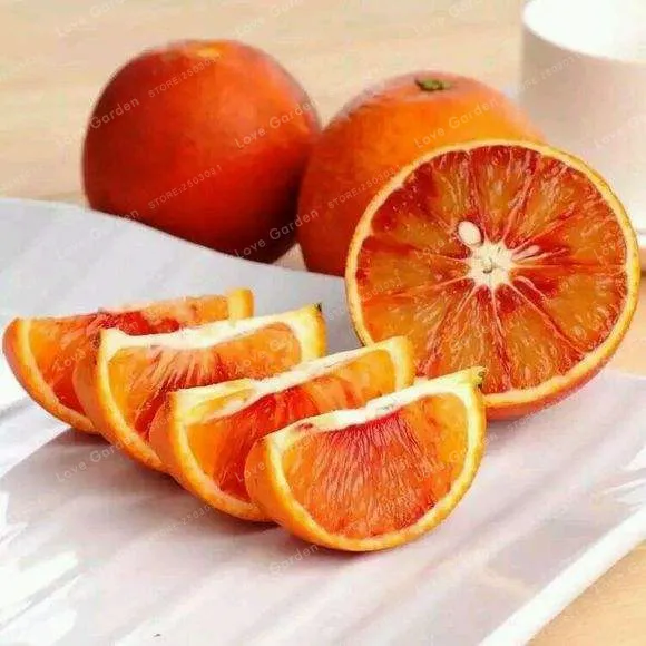 Blood Orange Bonsai Organic Fruit Bonsai Healthy Food Home Garden Plants Are Easy To Grow Bonsai 30 Pcs/Bag
Blood Orange Bonsai Organic Fruit Bonsai Healthy Food Home Garden Plants Are Easy To Grow Bonsai 30 Pcs/Bag
